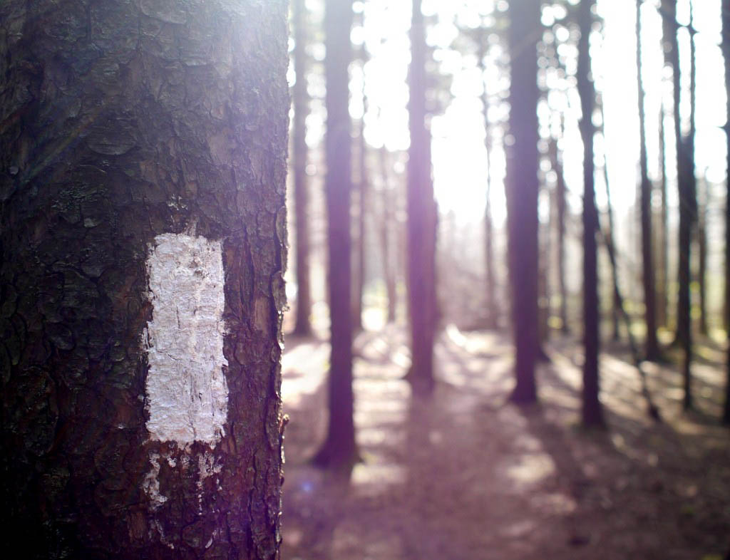 Appalachian Trail: 21. Von Erwin nach Roan Mountain