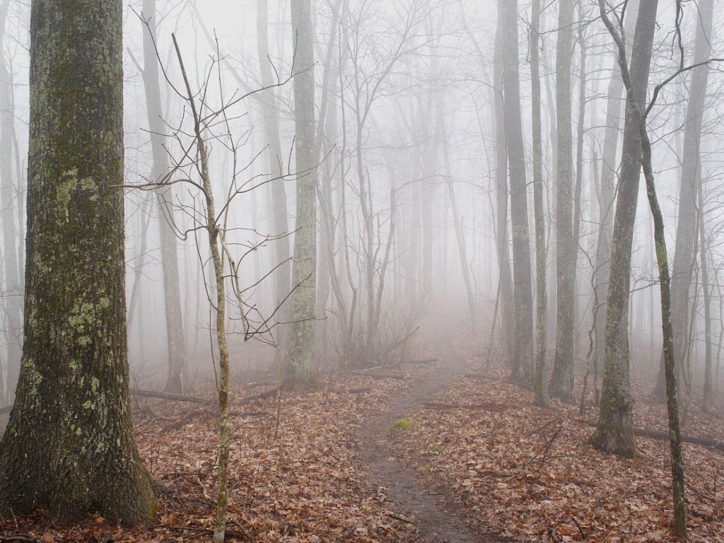 Appalachian Trail: 17. Von Fontana Dam nach Gatlinburg