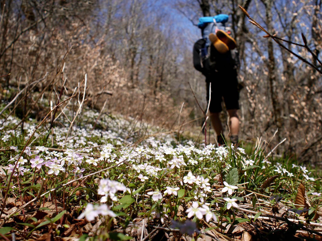 Appalachian Trail: 17. Von Fontana Dam nach Gatlinburg