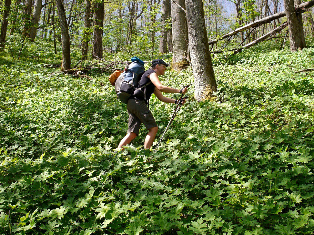 Appalachian Trail: 20. Von Hot Springs nach Erwin