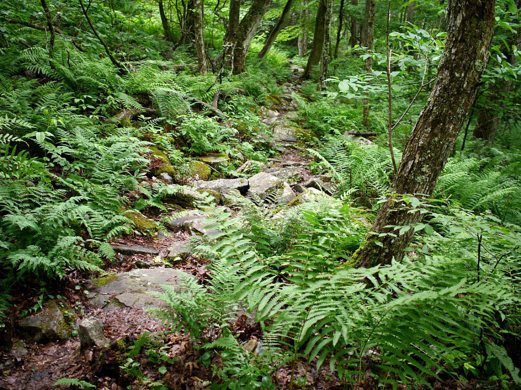 Appalachian Trail: 26. Von Narrows nach Blacksburg