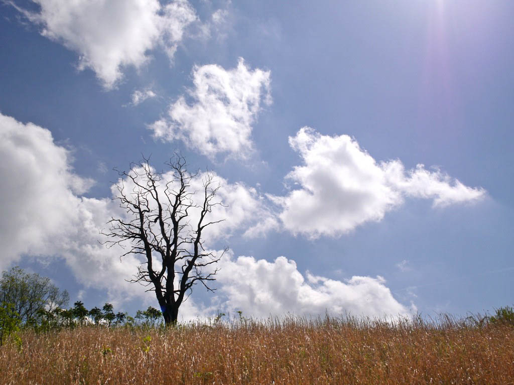 Appalachian Trail: 22. Von Roan Mountain nach Damascus