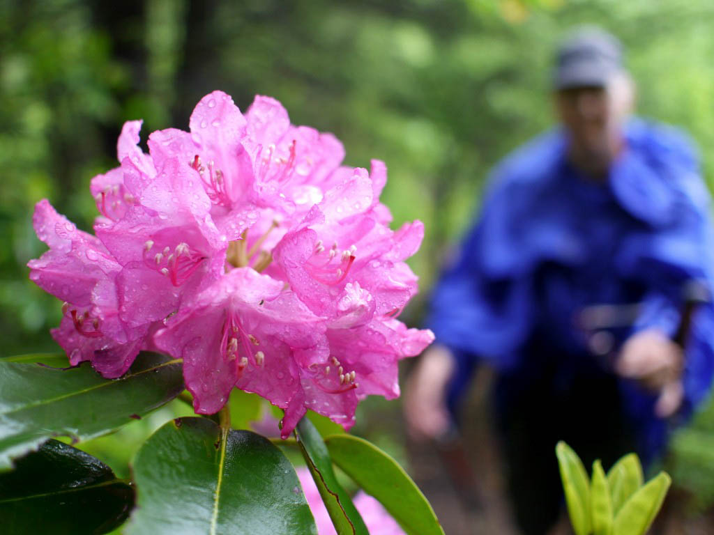 Appalachian Trail: 22. Von Roan Mountain nach Damascus