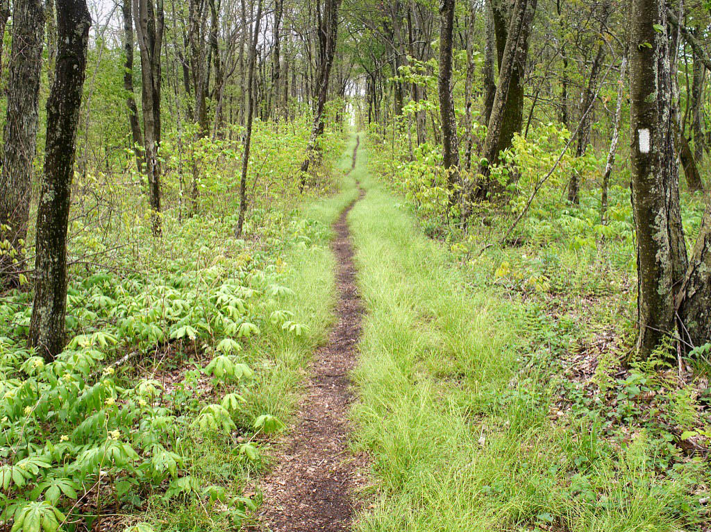 Appalachian Trail: 22. Von Roan Mountain nach Damascus