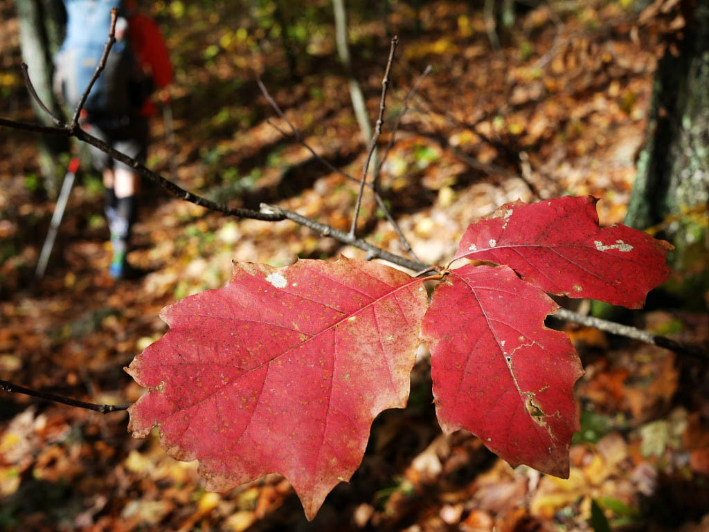 Appalchian Trail: 39. Von Waynesboro, VA nach Buchanan