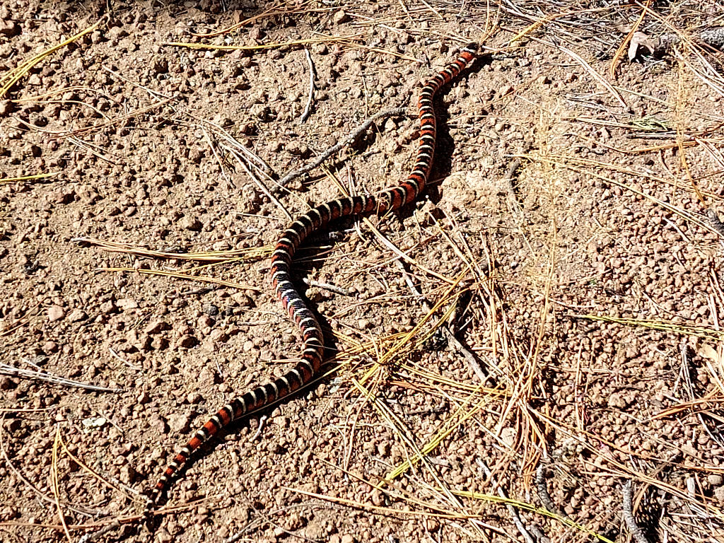 Arizona Trail: 4. Von Flagstaff nach Mormon Lake