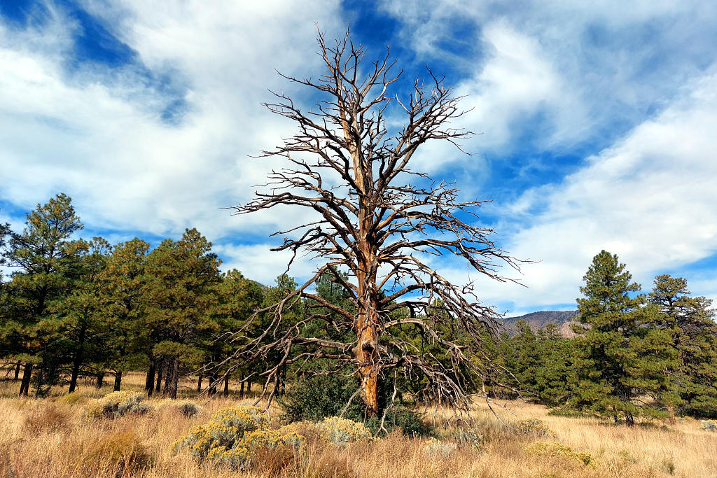 Arizona Trail: 4. Von Flagstaff nach Mormon Lake