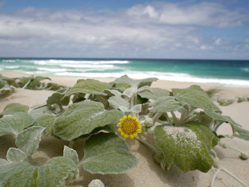 BTBibbulmun Track: 11. Foto-Feature Mandalay Beach