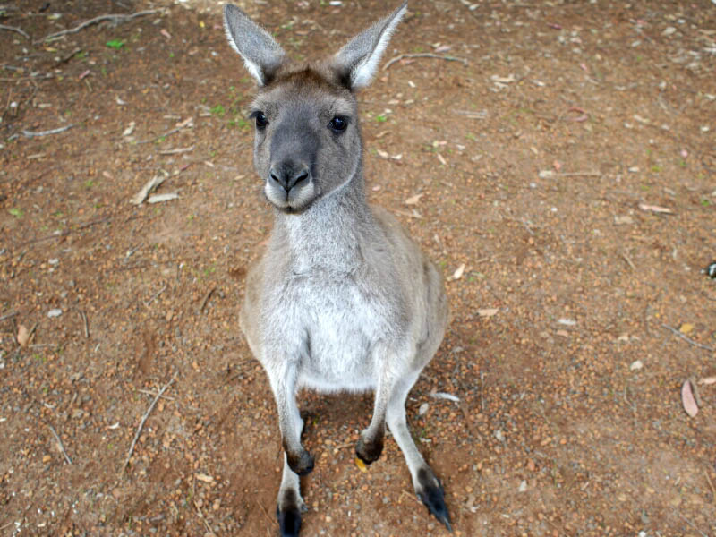 Bibbulmun Track: 6. Von Collie zum Donnelly River Village