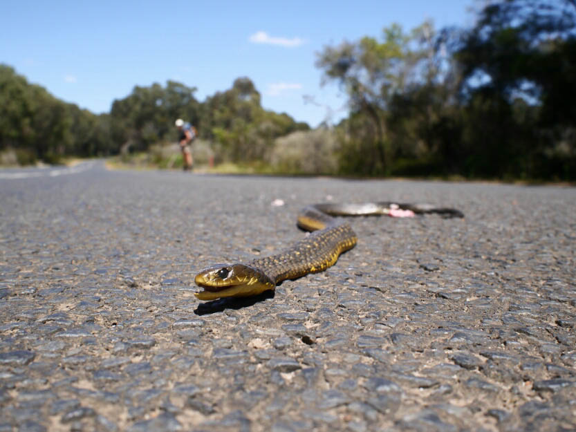 Bibbulmun Track: 10. Von Northcliffe nach Walpole