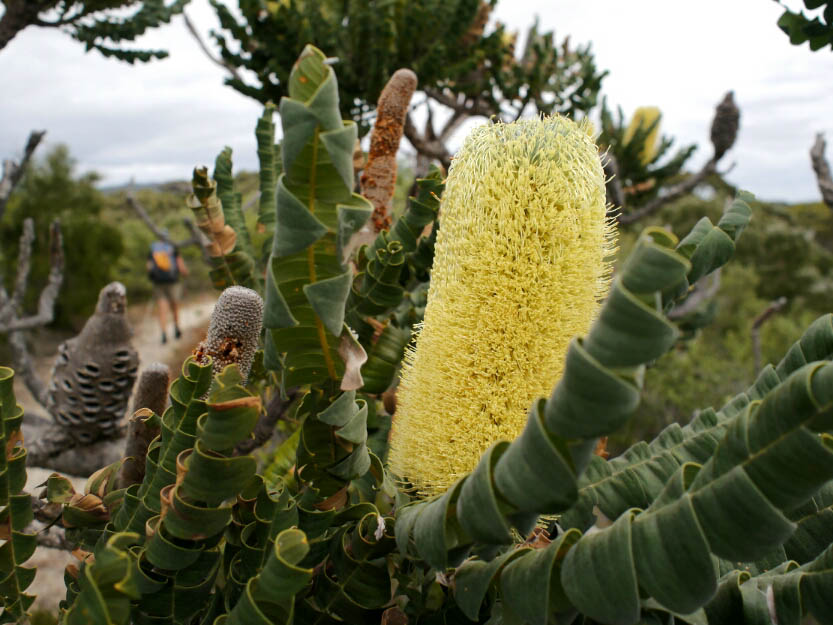 Bibbulmun Track: 10. Von Northcliffe nach Walpole