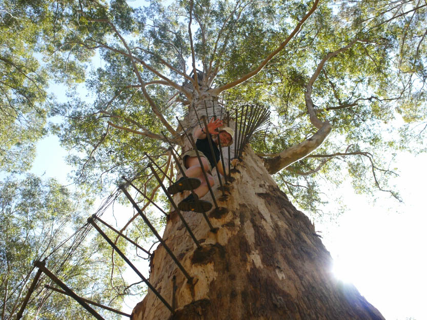 Bibbulmun Track: 9. Von Pemberton nach Northcliffe