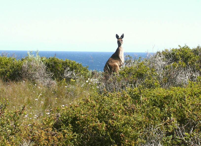 Bibbulmun Track: 12. Von Walpole nach Denmark