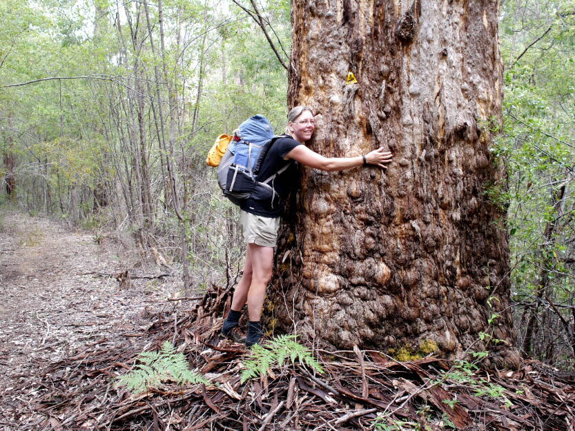 Bibbulmun Track: 8. Vom Donnelly River Village nach Pemberton