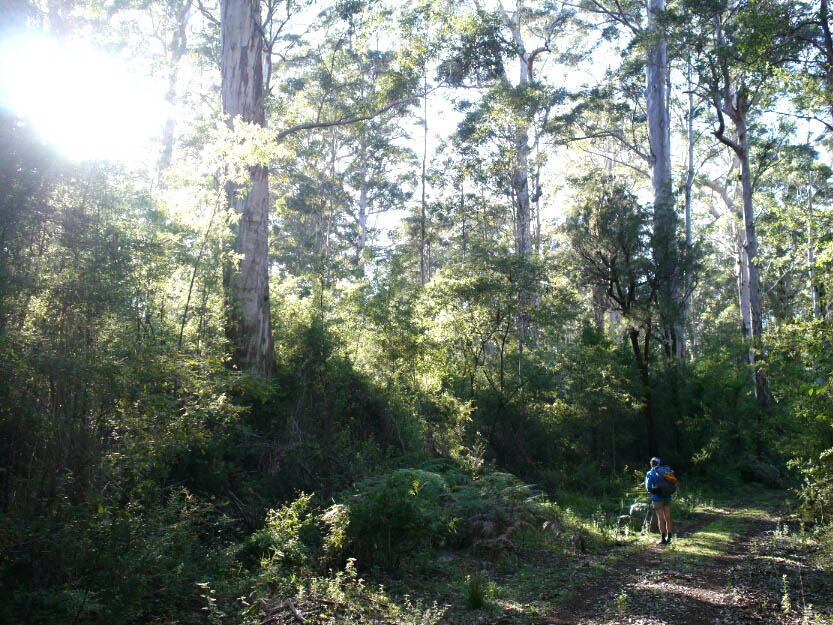 Bibbulmun Track: 8. Vom Donnelly River Village nach Pemberton