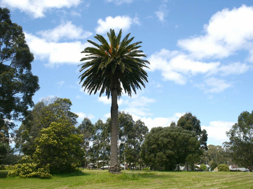 Bibbulmun Track: 8. Vom Donnelly River Village nach Pemberton