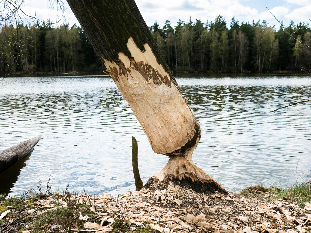 Goldsteig: Von Marktredwitz nach Neunburg v. Wald