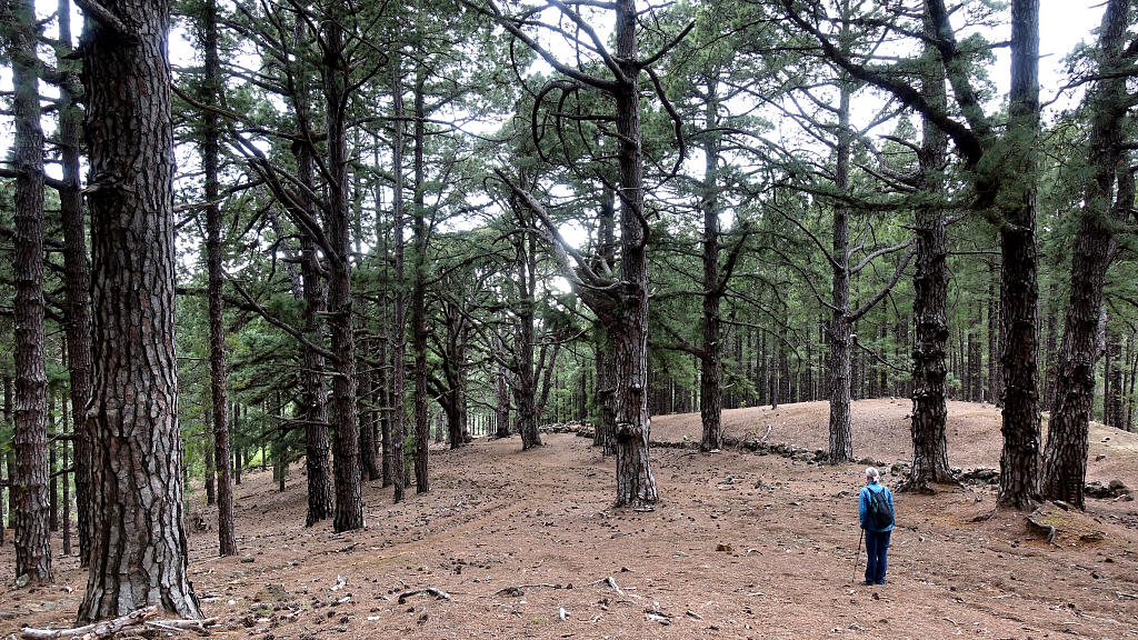 La Palma: 22. Camino de Gordian