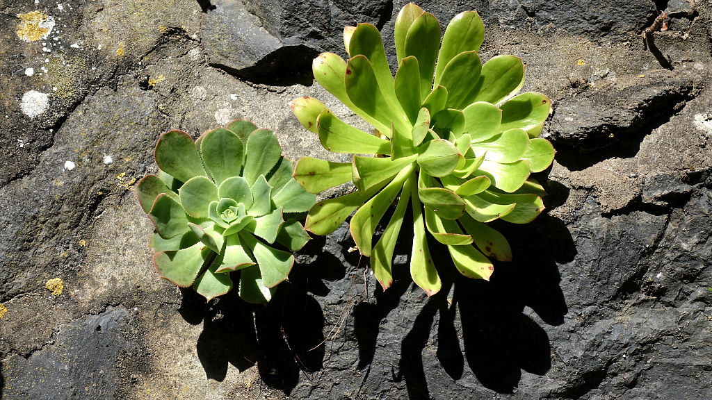 La Palma: 4. Fuentes de las Brenas