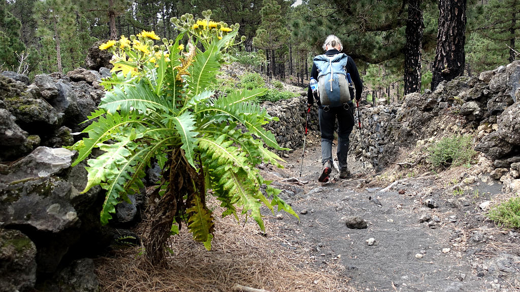 La Palma: 9. GR131 auf der Vulkanroute