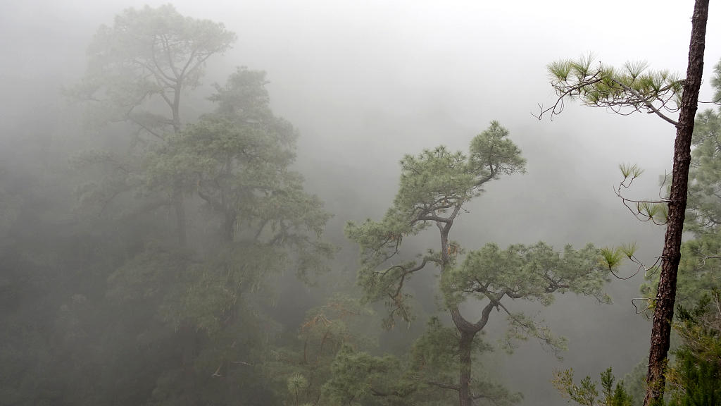 La Palma: 17.  La Traviesa von Roque Faro nach Barlovento