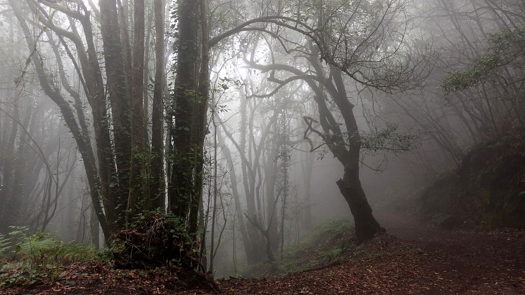 La Palma: 17.  La Traviesa von Roque Faro nach Barlovento