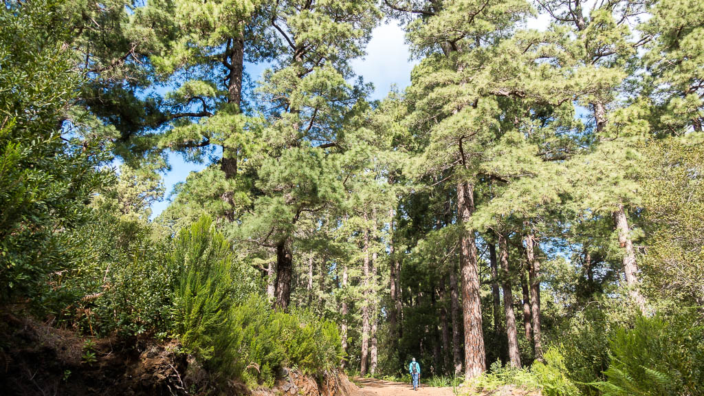 La Palma: 33. La Traviesa von Roque Faro nach Las Tricias