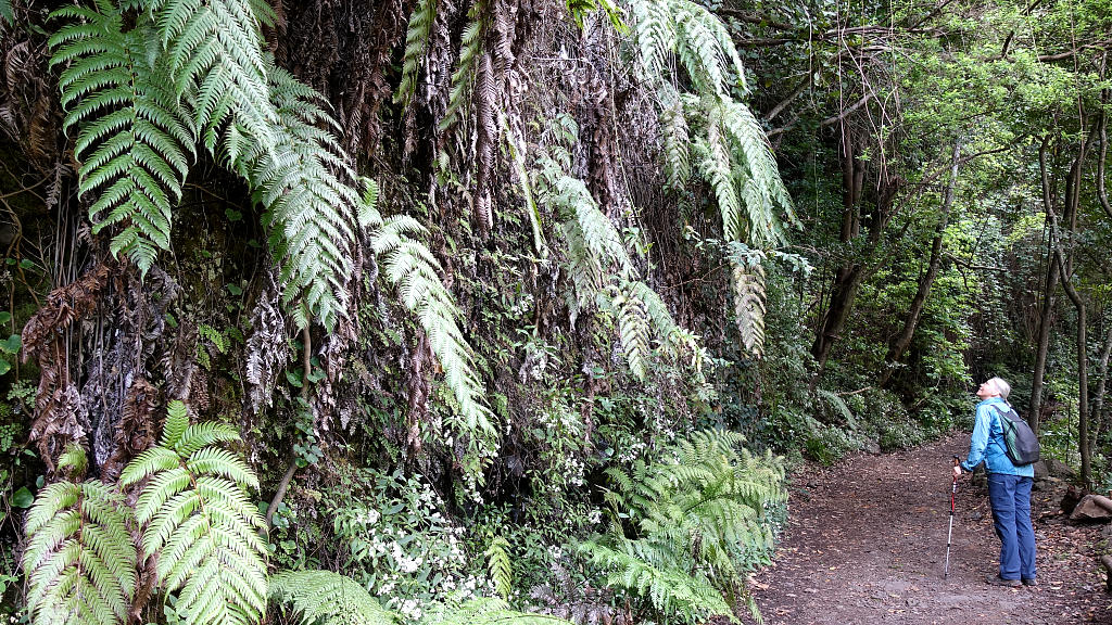 La Palma: 21. Los Tilos und Espigon Atravesado