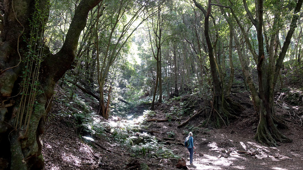 La Palma: 21. Los Tilos und Espigon Atravesado