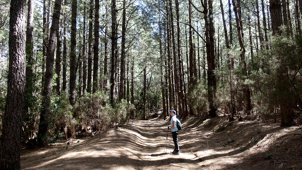 La Palma: 23. Von El Pilar um die Montana Caldero