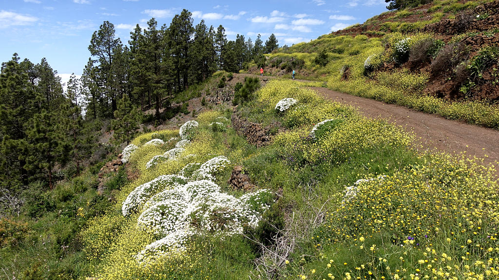 La Palma: 29. Von El Pinar zum Torre del Time