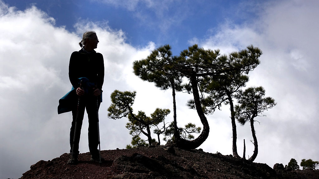 La Palma: 7. Von Jedey zum Hoyo de la Sima