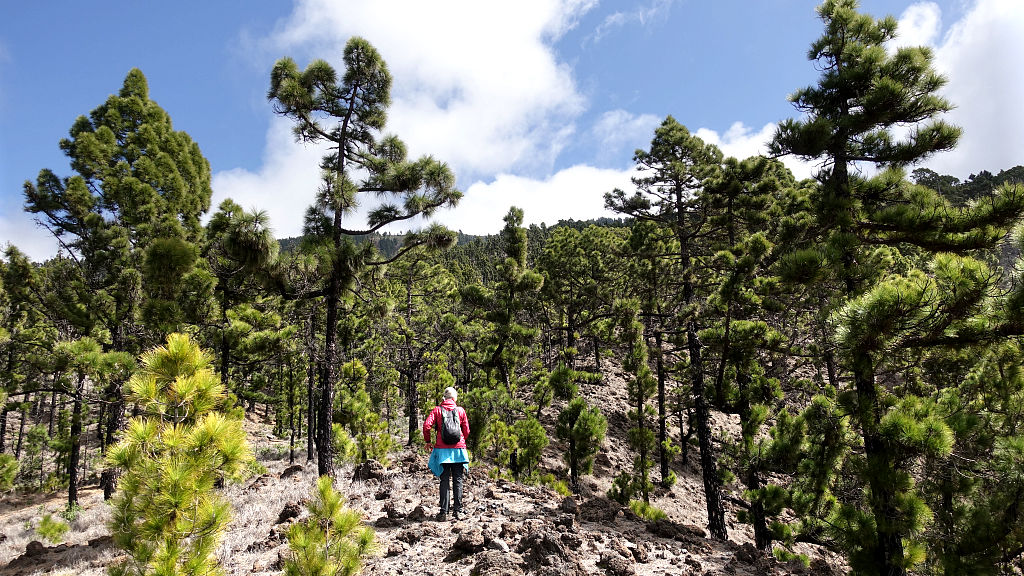 La Palma: 7. Von Jedey zum Hoyo de la Sima