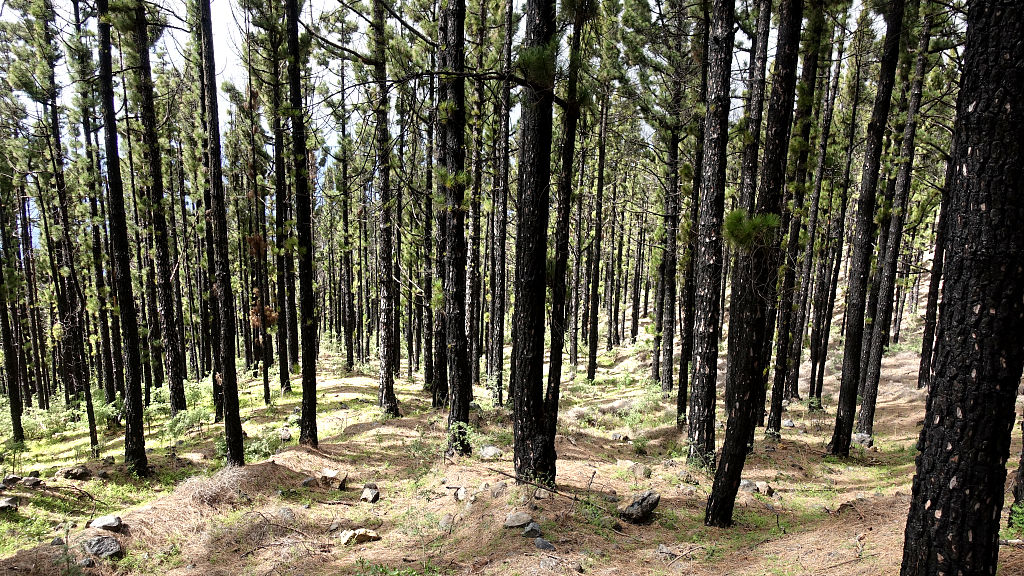 La Palma: 7. Von Jedey zum Hoyo de la Sima