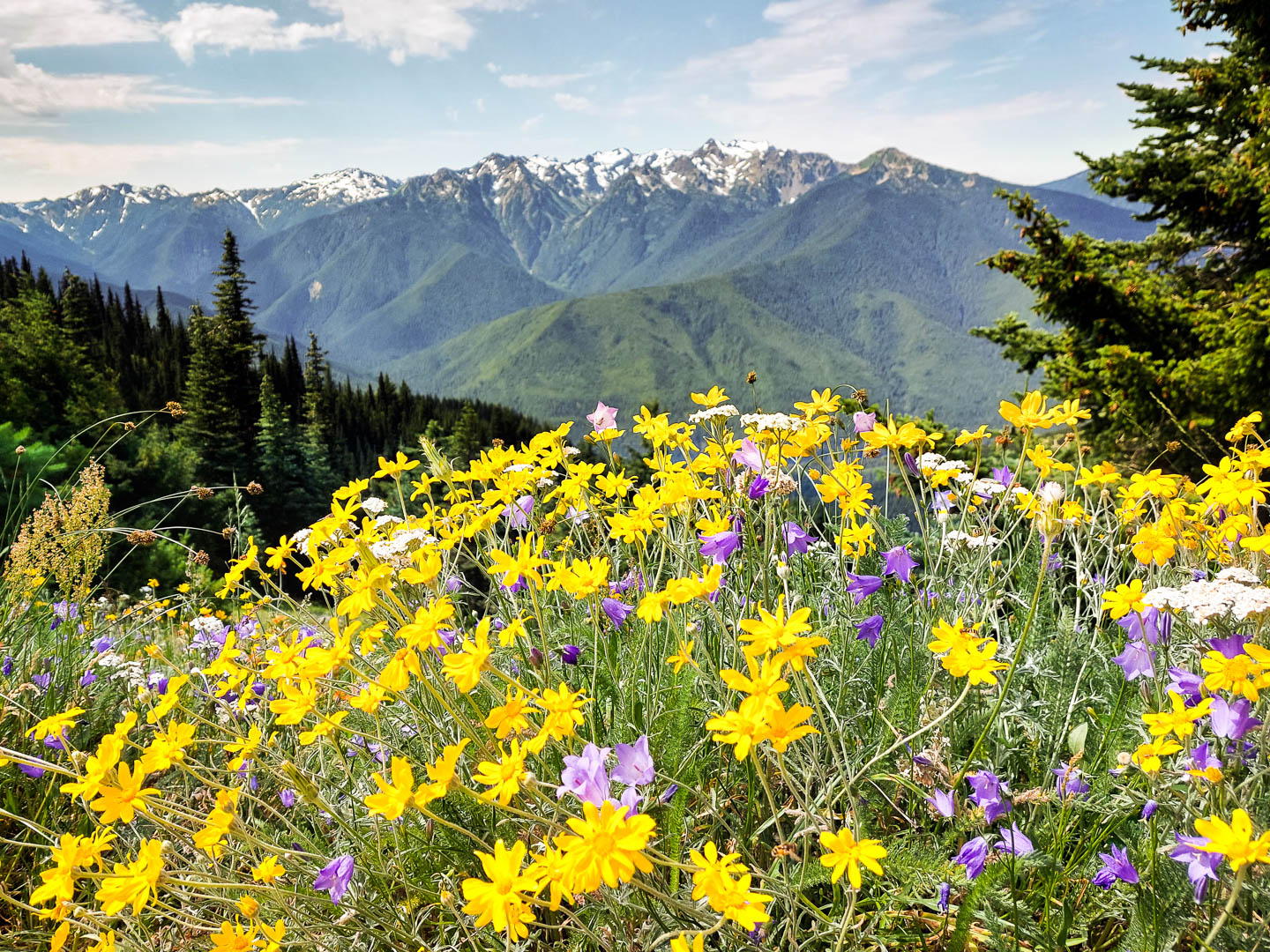 Olympic National Park: 1. Dungeness Spit, Soleduck Trail und Hurricane Ridge