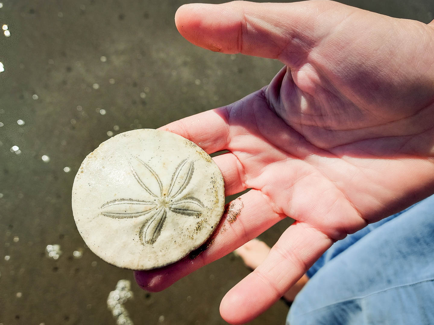 Olympic National Park: 4. Ruhetage am Copalis Beach