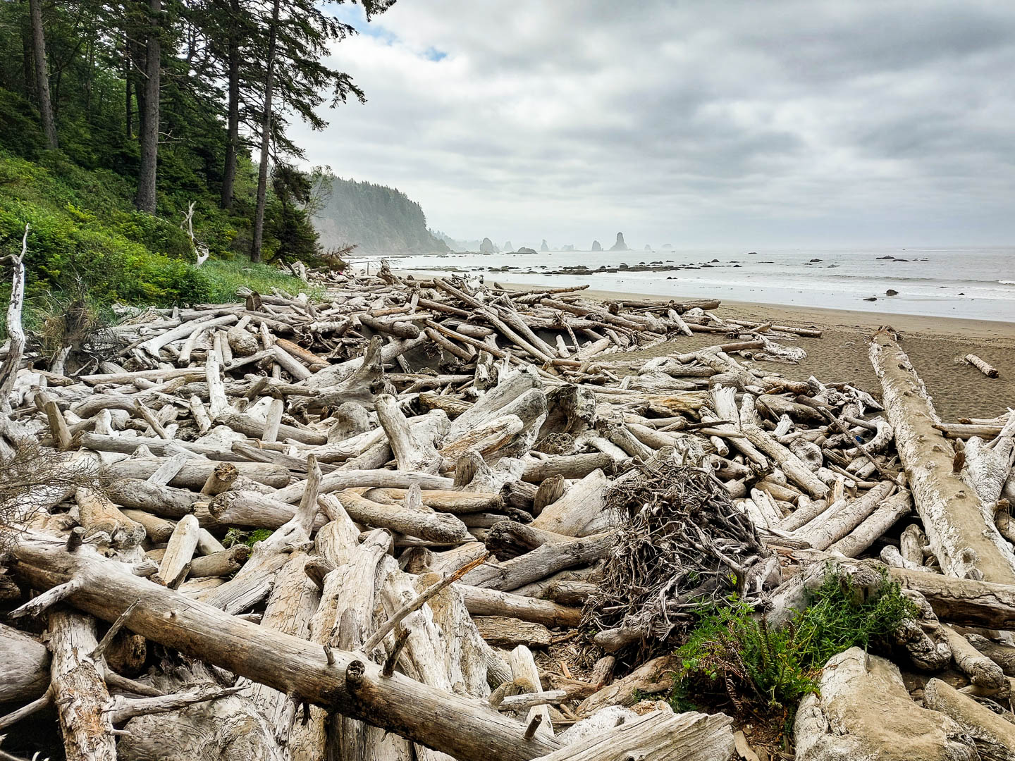 Olympic National Park: 3. Vom Third Beach zum Mosquito Creek