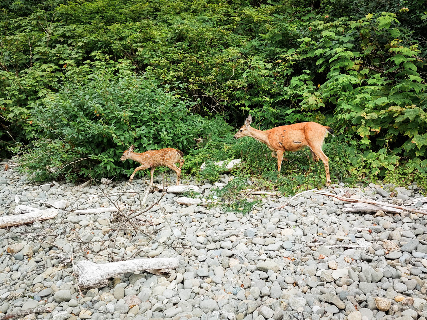 Olympic National Park: 3. Vom Third Beach zum Mosquito Creek