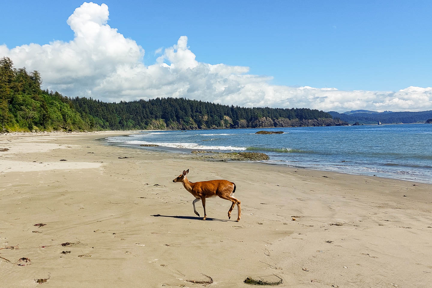 Olympic National Park: 3. Vom Third Beach zum Mosquito Creek