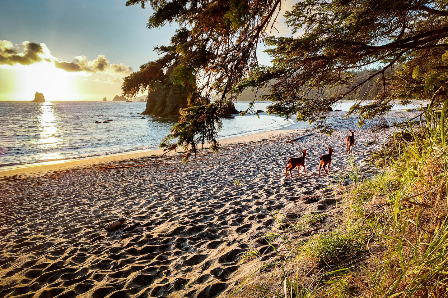 Olympic National Park: 3. Vom Third Beach zum Mosquito Creek