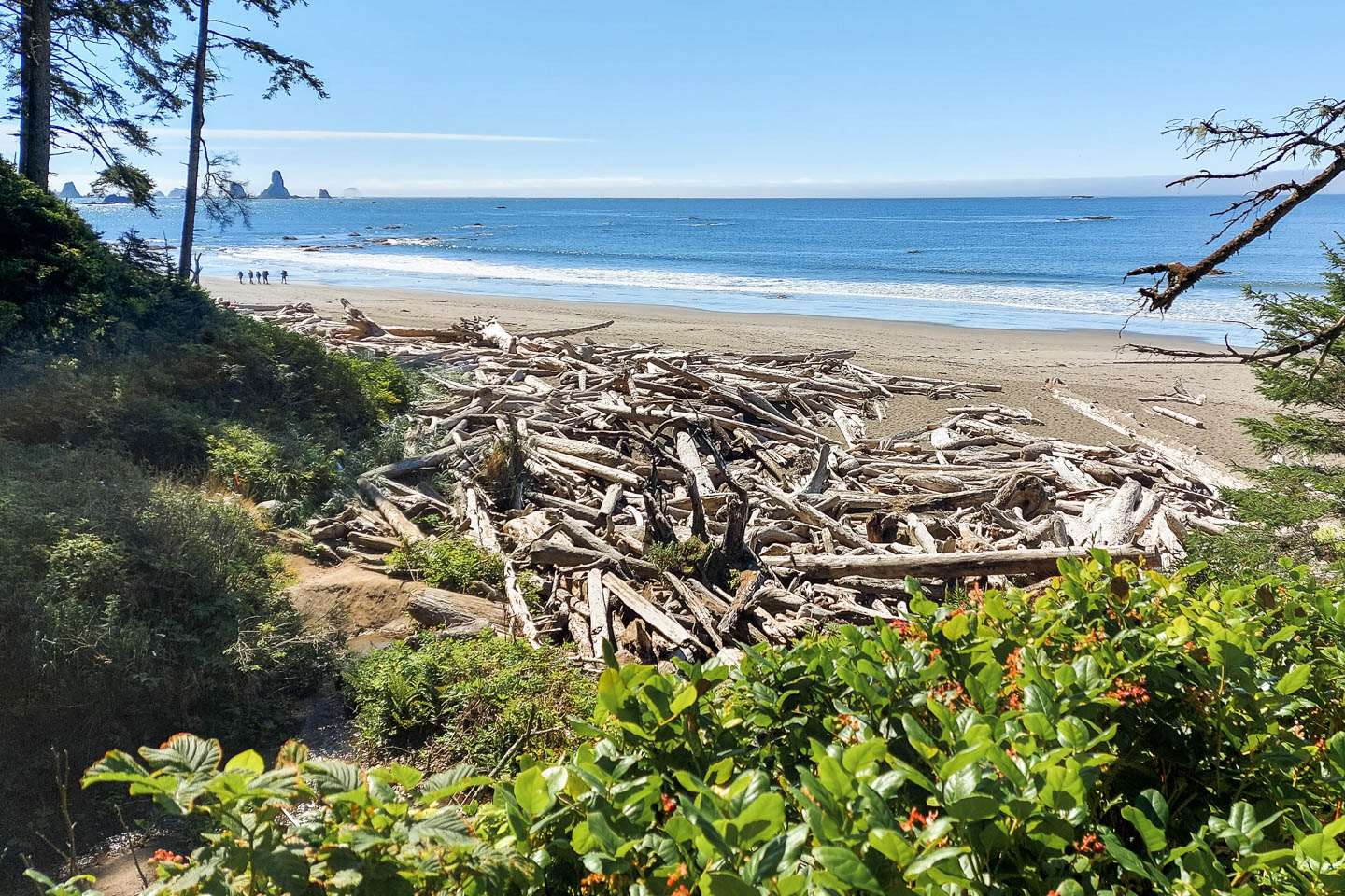 Olympic National Park: 3. Vom Third Beach zum Mosquito Creek