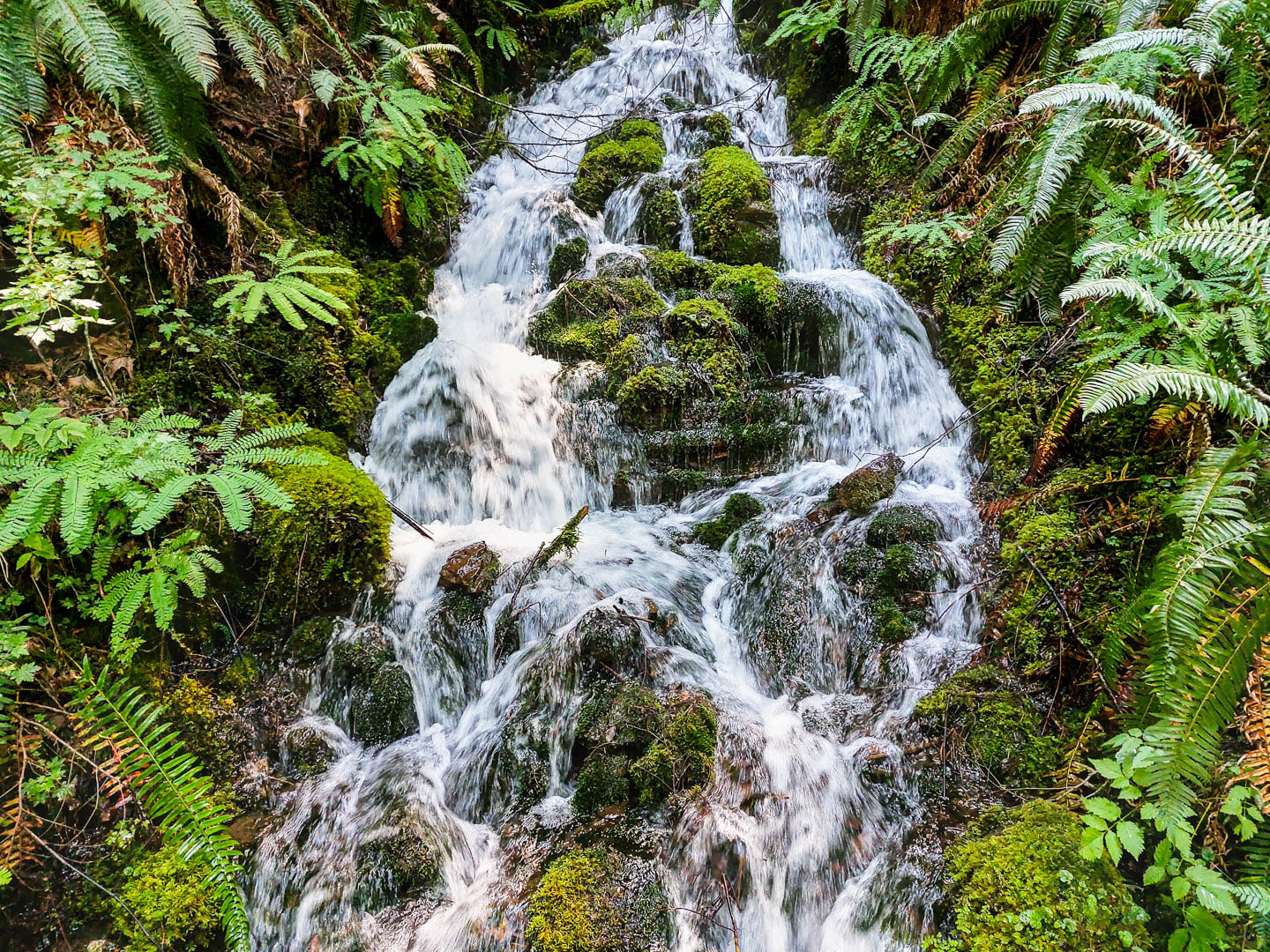 Olympic National Park: 2. Vier Tage Wandern am Elwah River