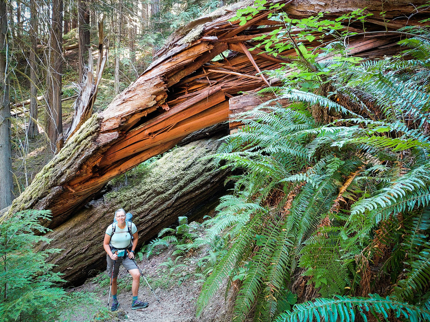 Olympic National Park: 2. Vier Tage Wandern am Elwah River