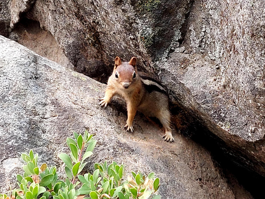 Pacific Crest Trail: 10. Vom Santiam Pass nach Shelter Cove