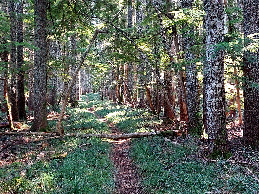 Pacific Crest Trail: 8. Von Cascade Locks zur Timberline Lodge