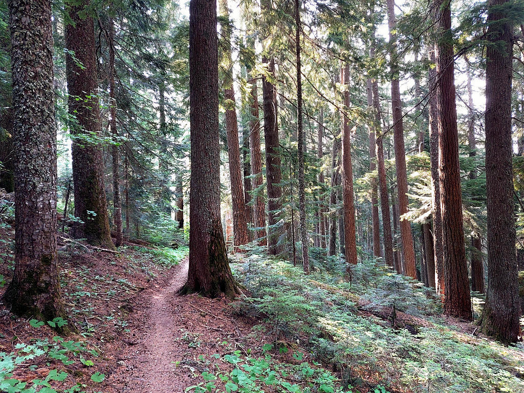 Pacific Crest Trail: 5. Von Snoqualmie Pass nach White Pass