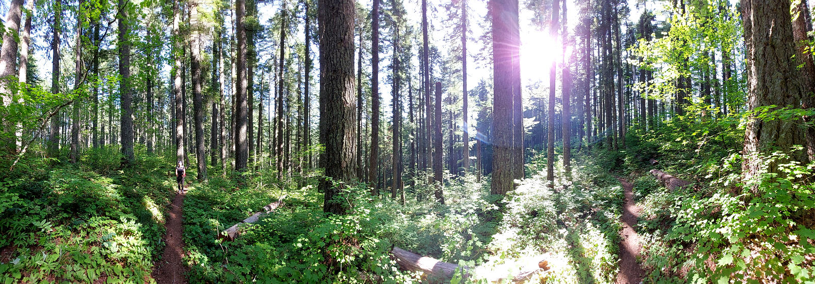 Pacific Crest Trail: 7. Von Trout Lake nach Cascade Locks