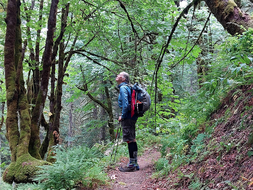 Pacific Crest Trail: 7. Von Trout Lake nach Cascade Locks