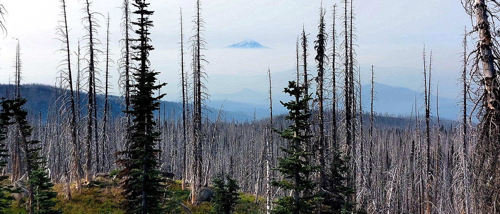 Pacific Crest Trail: 6. Von White Pass nach Trout Lake