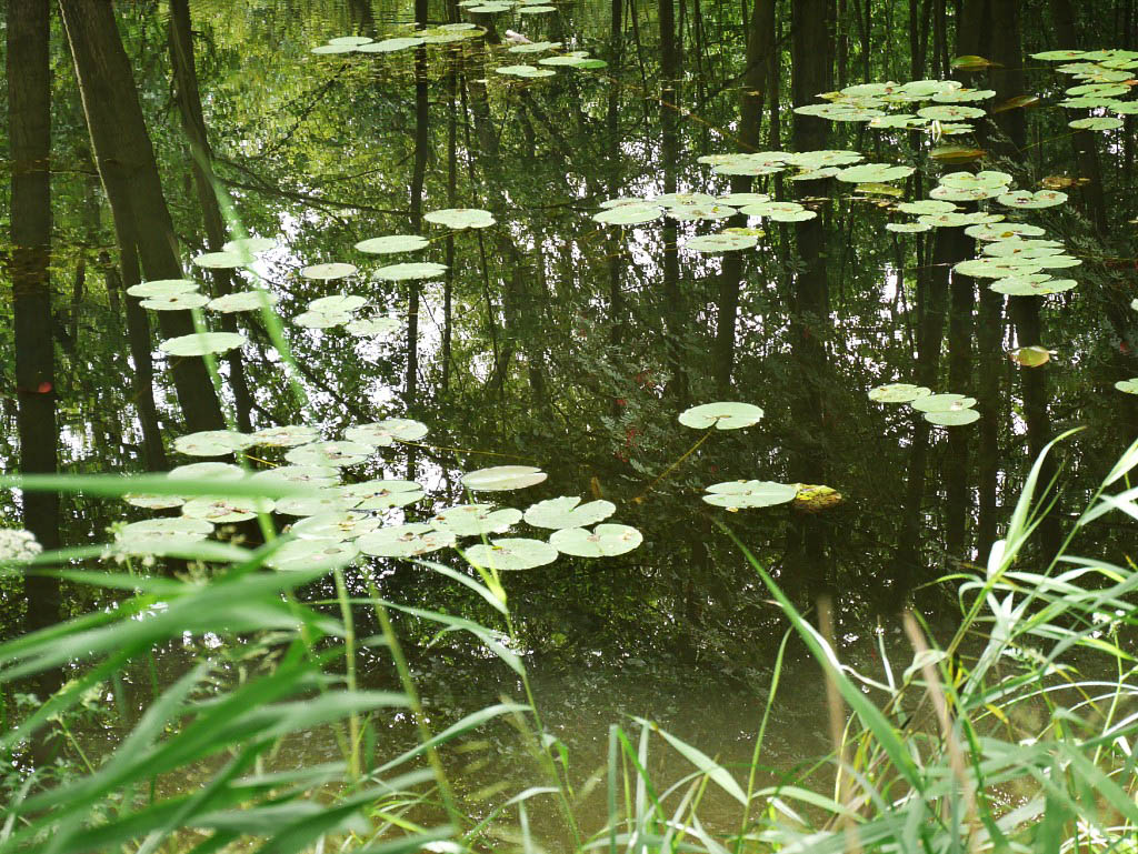 Radwanderung: 3. Elbe, Müritz und zurück